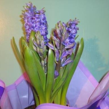 Donna Smith/Musselman's album, Profile Pictures