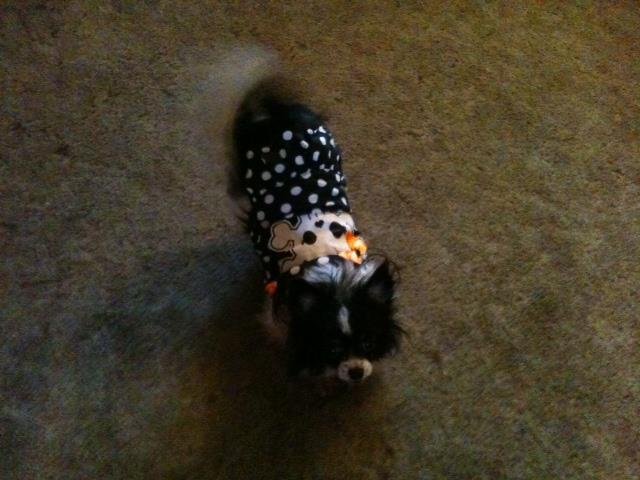 Judith Lehman's album, Cover Photos