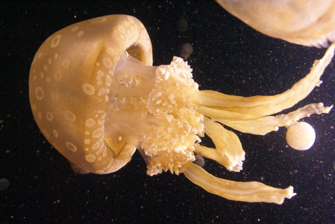Mike Morris' album, Monterey Bay Aquarium