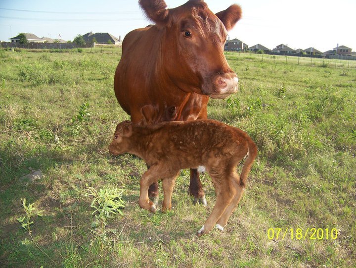 Julie Hicks' album, Latest Addition to the Hick's herd