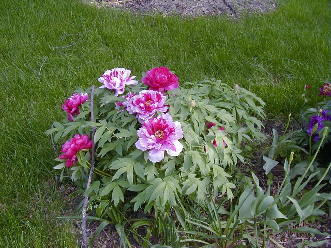 Ron Kopp's album, Peonies