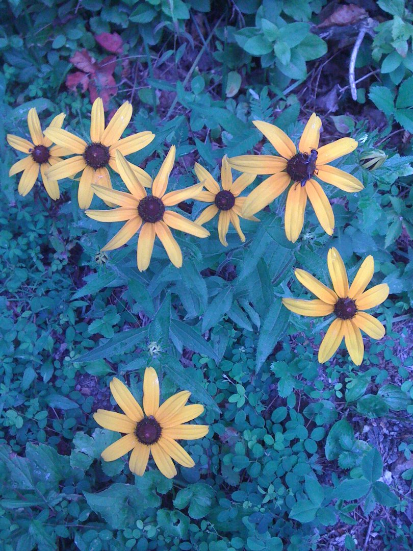Abby Mann's album, Mobile Uploads