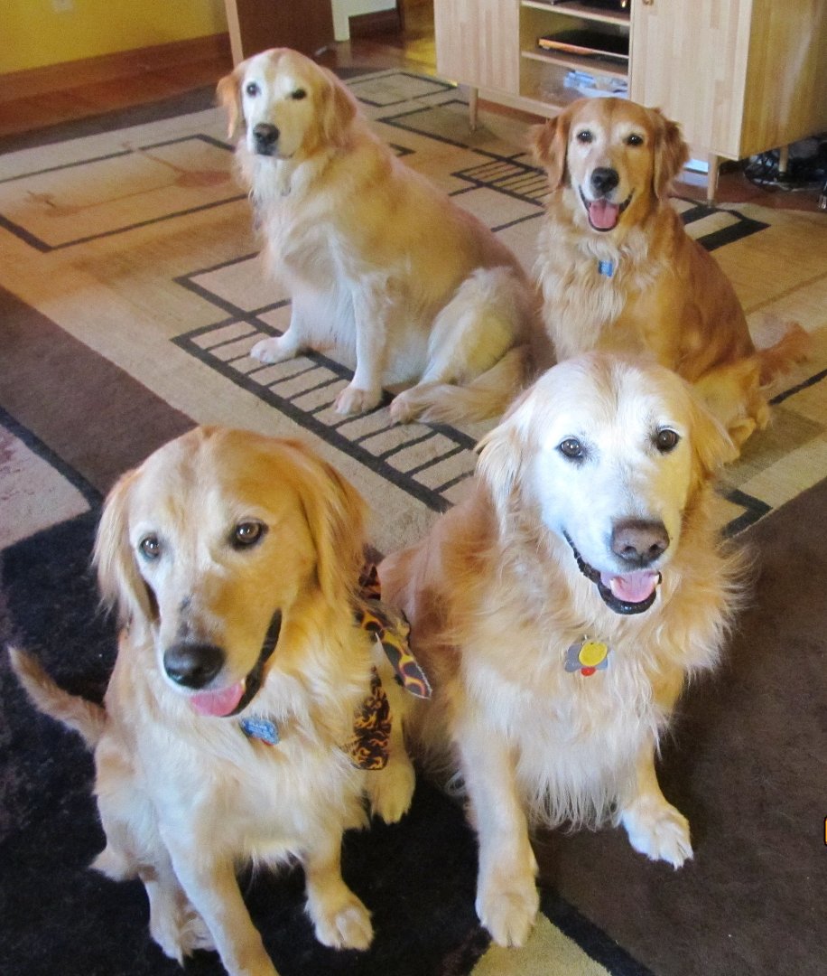Cindy Weintraub's album, Sally, Chanel, Flame and Blake