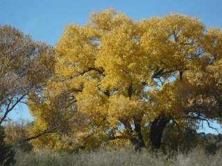 Nancy Crouch's album, November 18, 2011