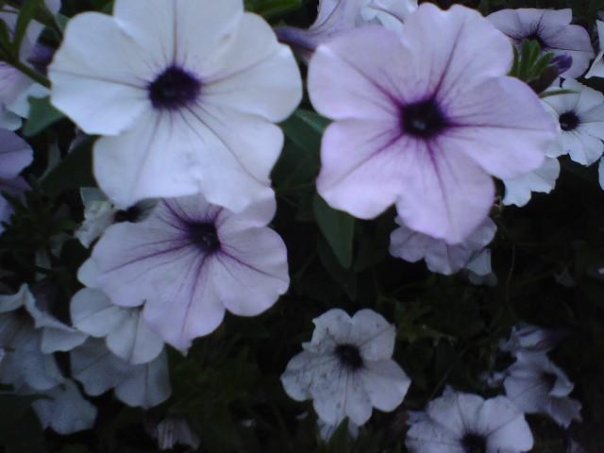 Debbie Muhlestein's album, Cover Photos