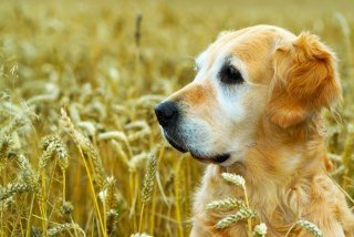 Sandy Lumley's album, Puzzled Dogs Photos