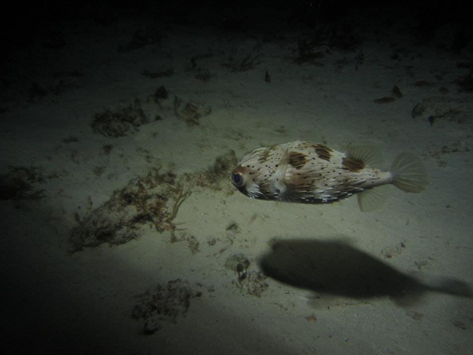 Monica Braley's album, Cozumel March 2012