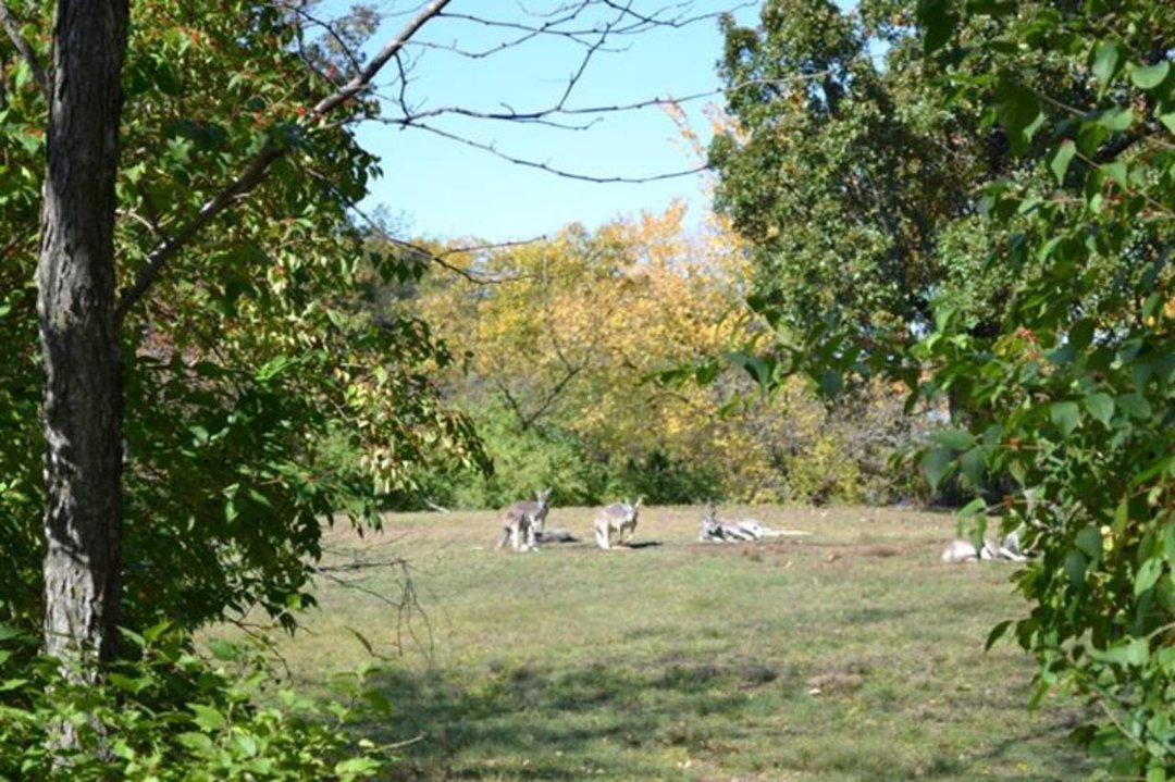 Chris Ames' album, Boys day at Zoo 2012
