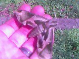 Aaron Mullin's album, Bugs!