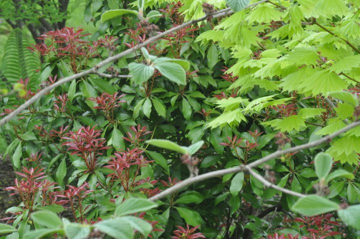 John Mahtab's album, Garden June, 2011