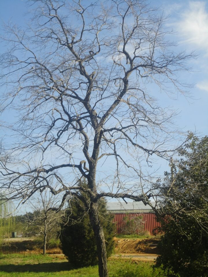 John Sutton's album, persimmon tree