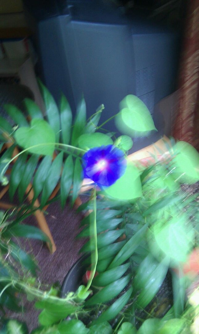 Sandra James' album, Mobile Uploads