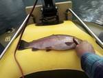 Troy Landauer's album, fishing