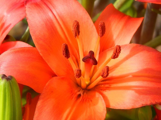 Timothy Philbee's album, vacation flora