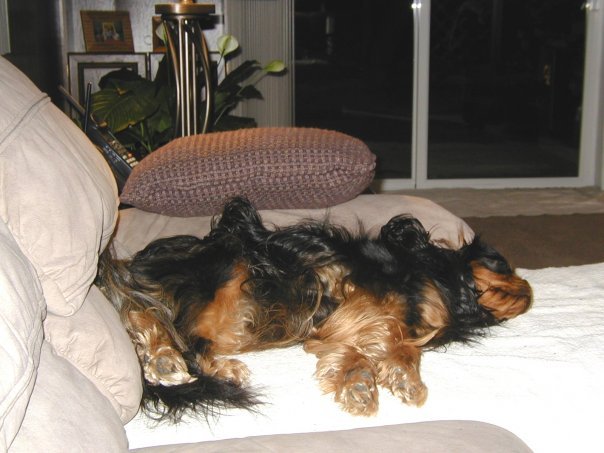 Tom Fairfield's album, Tom and Donna's Puppies