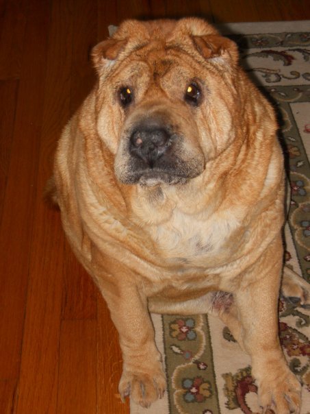 Dixie Dereus' album, Christmas 2009