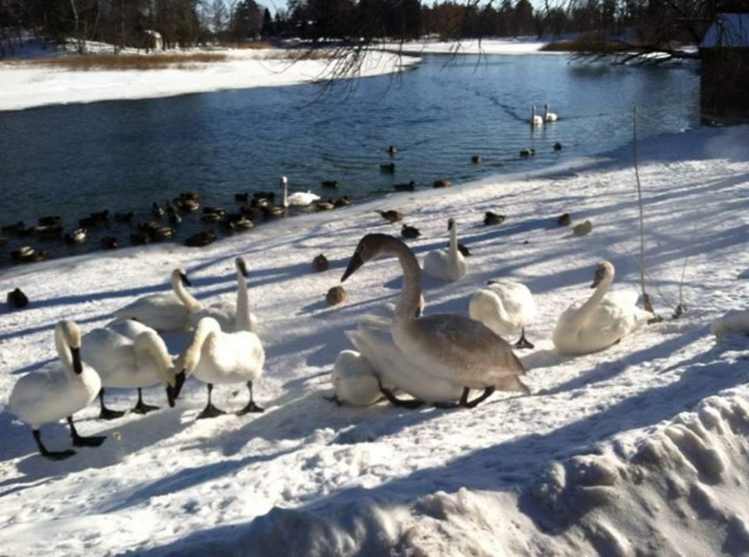 Cheryl Howland's album, iOS Photos