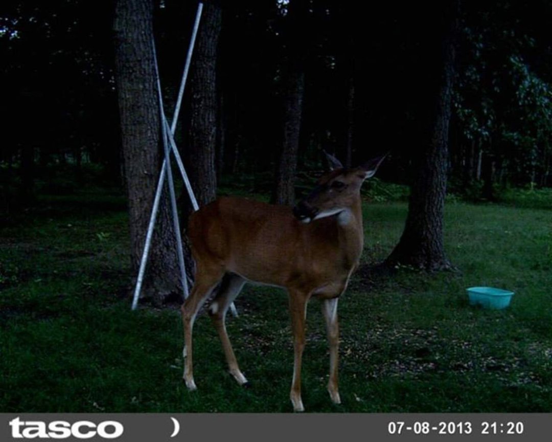Sandra Jobe's album, wildlife in front yard