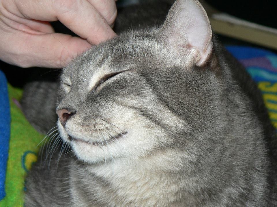 Peter Hibbard's album, Our Cats