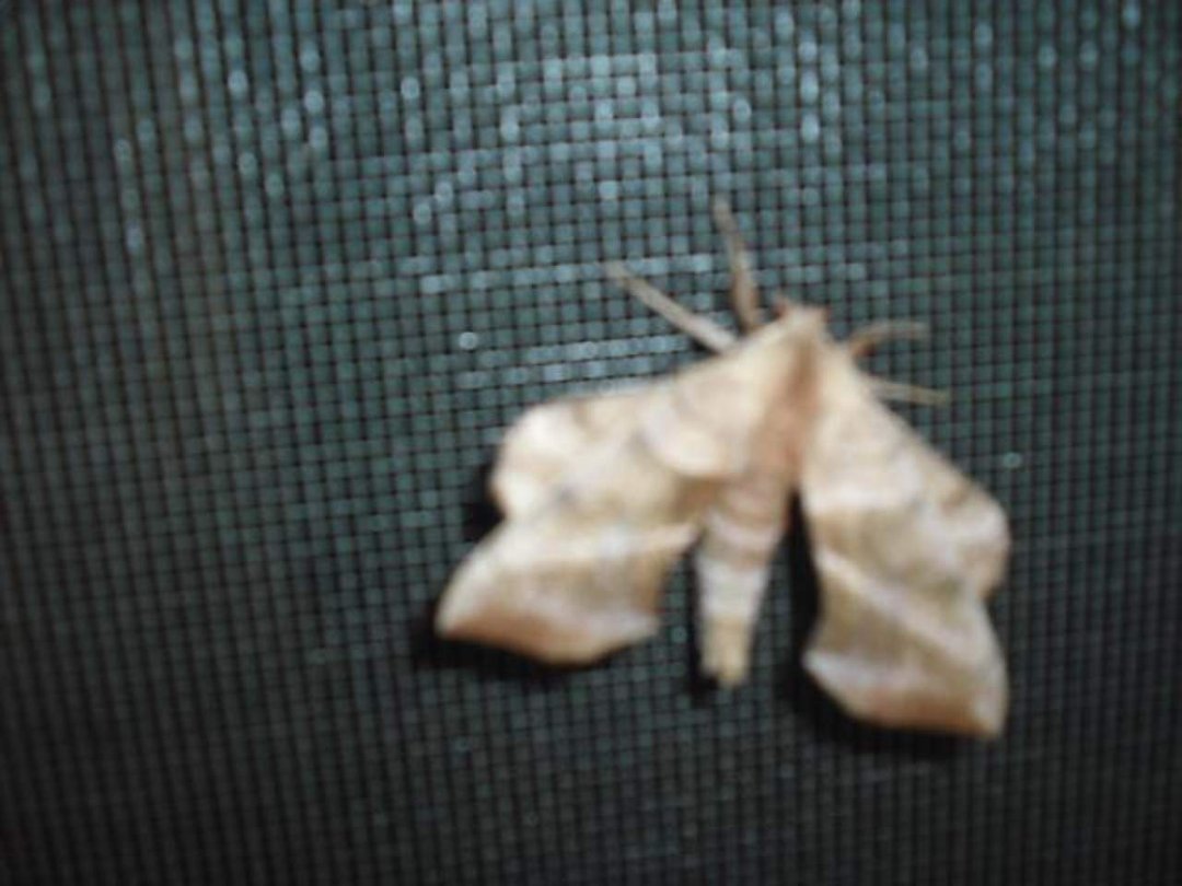 John H Webb's album, differment Dragonbutterfly