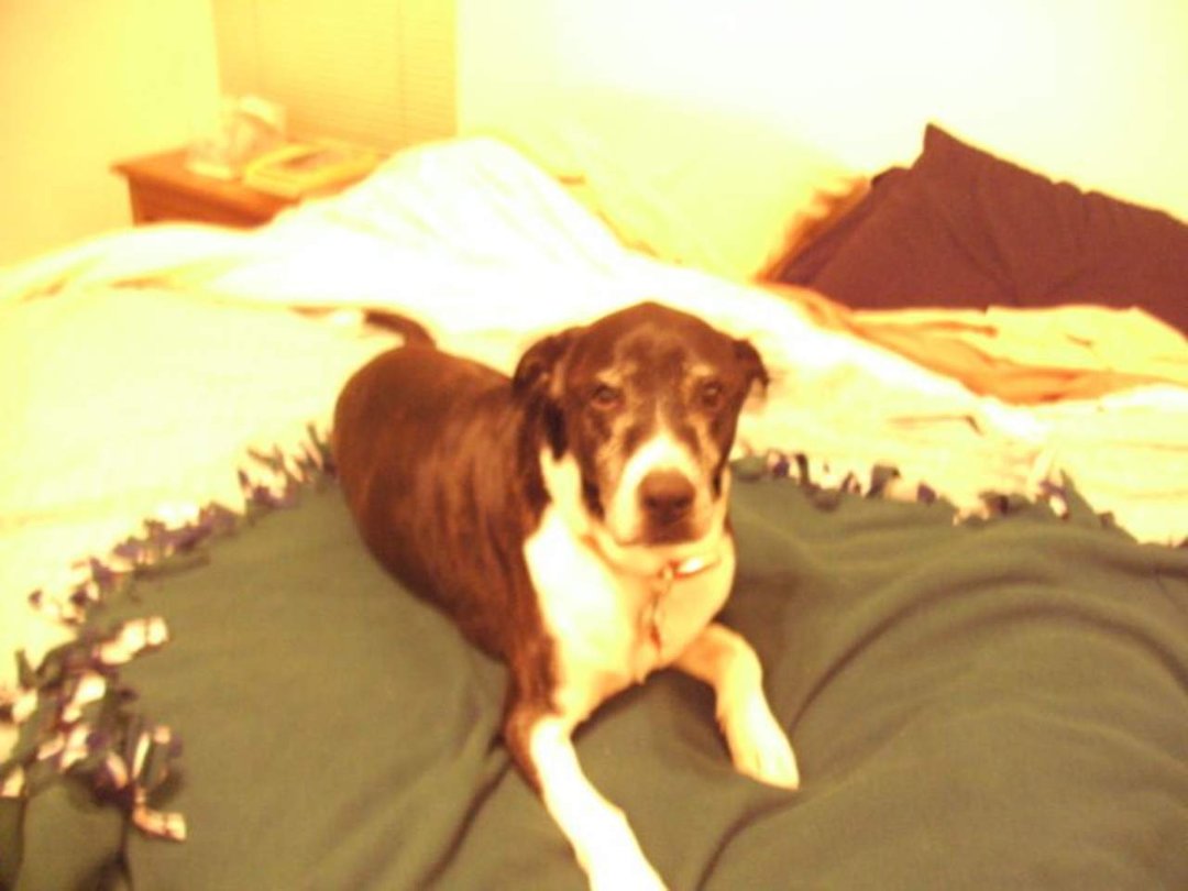 Robin Chase's album, December 5, 2010