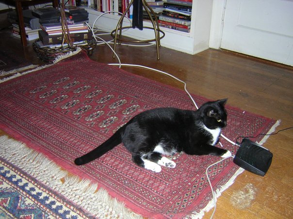 Michael Segle's album, New Year Cats