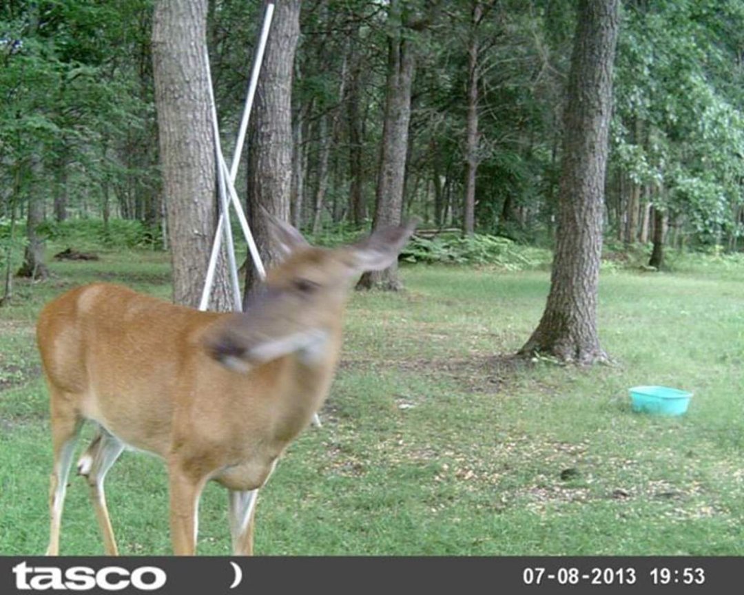 Sandra Jobe's album, wildlife in front yard