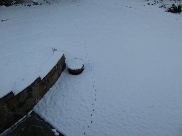 Tom Hellgeth's album, Snow time at Rogers Creek