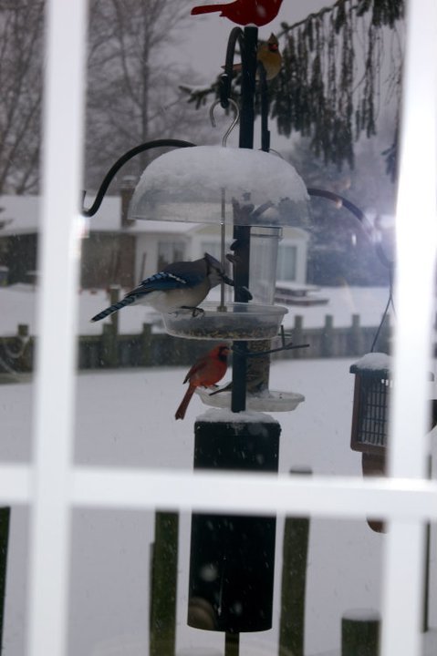Henry Rokosz's album, January 8, 2011 Looking Out the Den Window