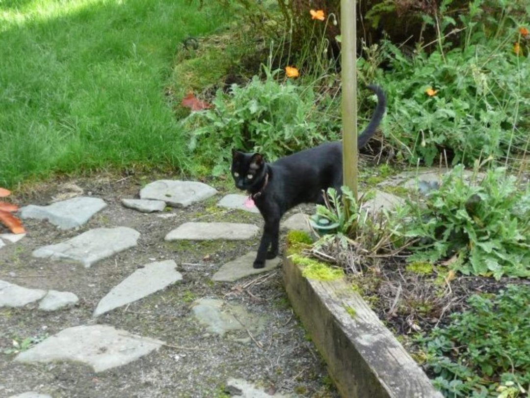 Dan Sivertsen's album, Z Cats