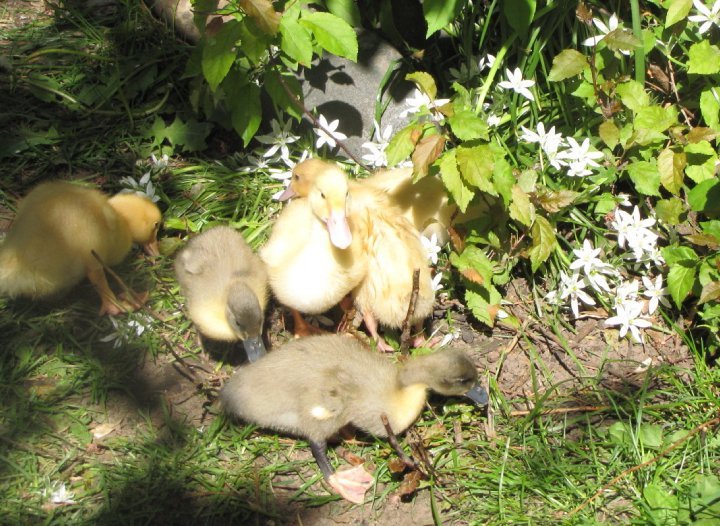 Cindi Herres' album, Life on the Farm