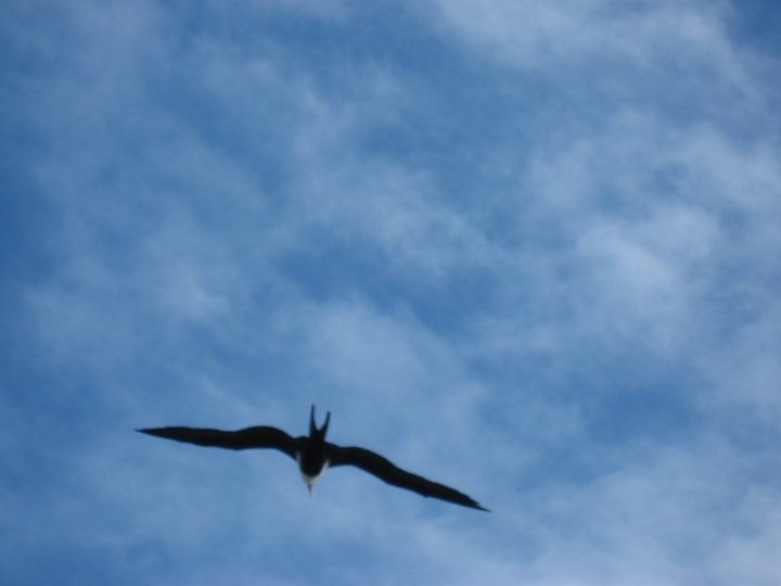Kenneth Hikida's album, Birds