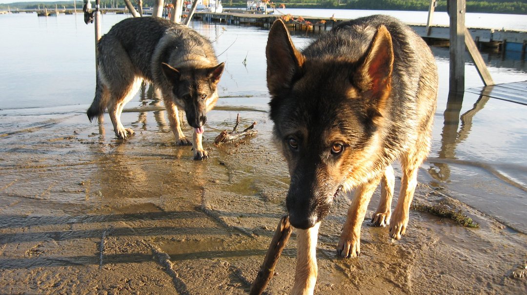 Heather Murphy's album, ginger and moose at the marina