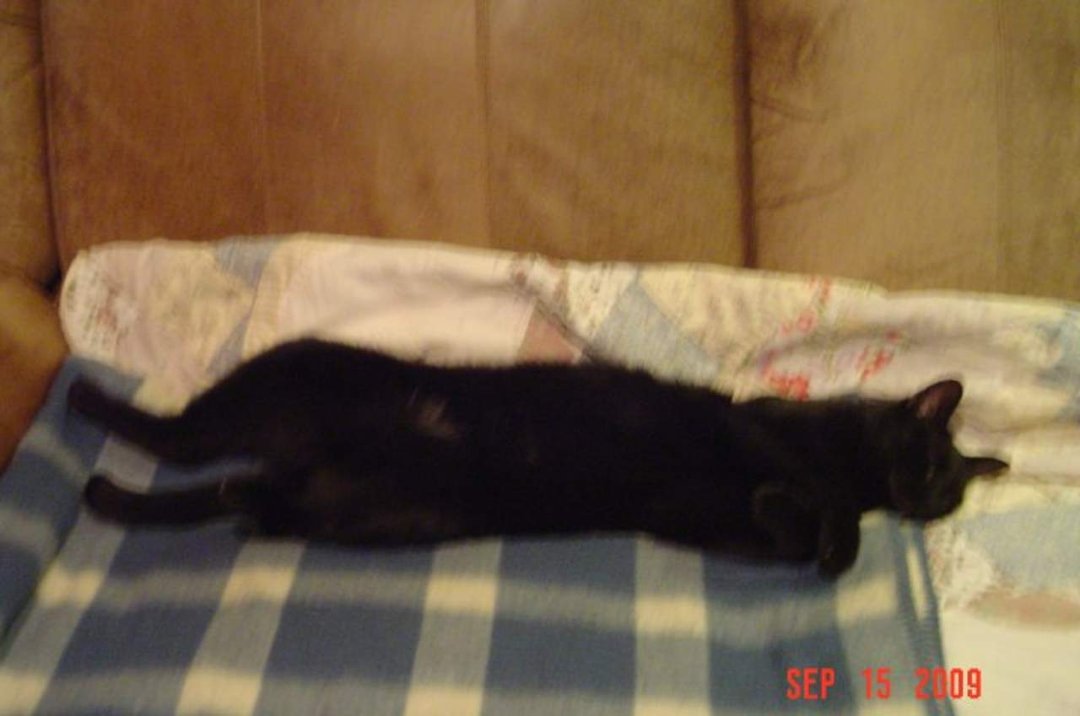 June Reiling's album, DC (Damn Cat)