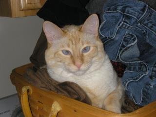 Kellye Joughin-Rader's album, Profile Pictures