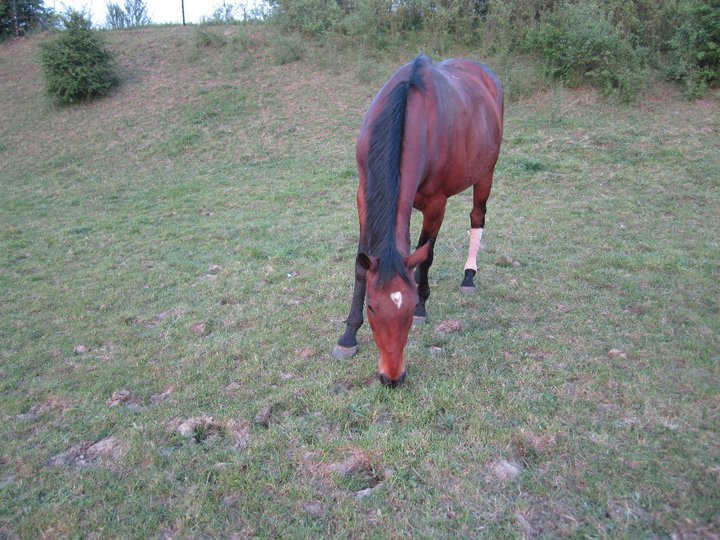 Catherine Phillips' album, Horses