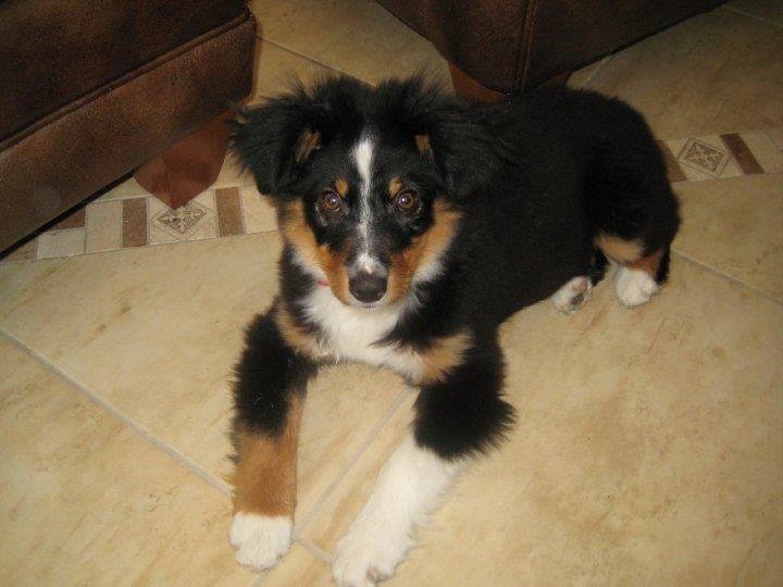 Kandy Foust-nunes' album, Christmas 2008