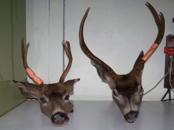 Shilo Moore's album, Hunting