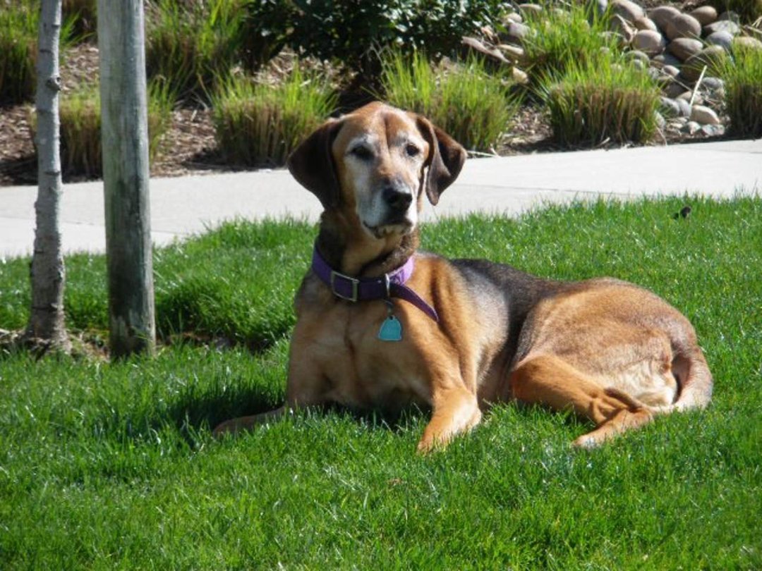 Jay Morford's album, Sadie Ladie, The Original "Roo" 1995 - 2011
