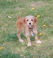Barbara Ravitz's album, Sweetie Updated
