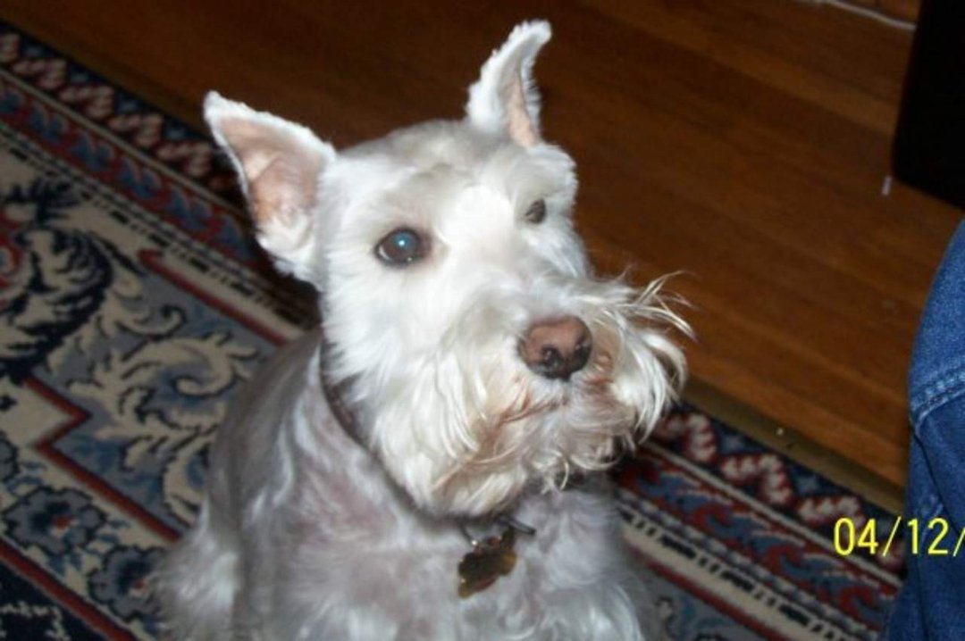 Laurel Rubin Wolf's album, maxi
