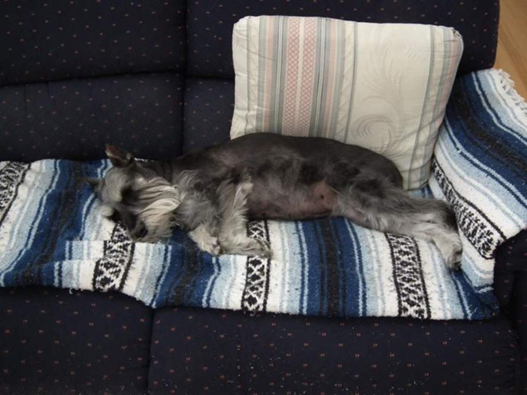 David Ullrich's album, Buddy