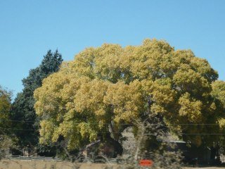Nancy Crouch's album, November 18, 2011
