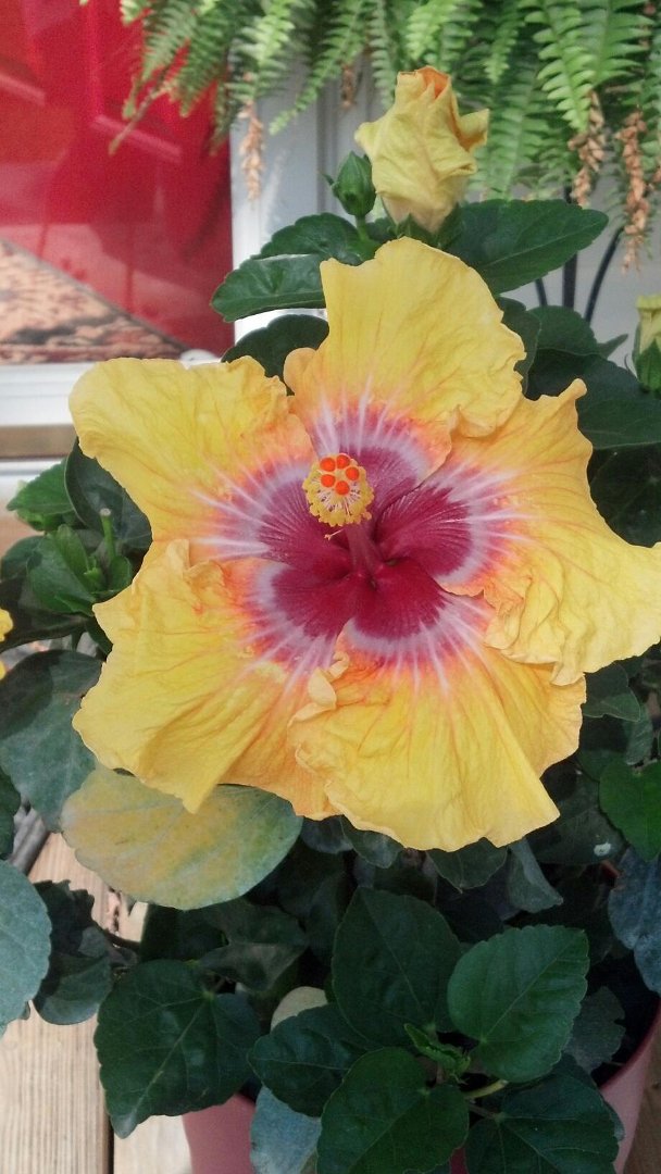 Frances Brumfield's album, Mobile Uploads