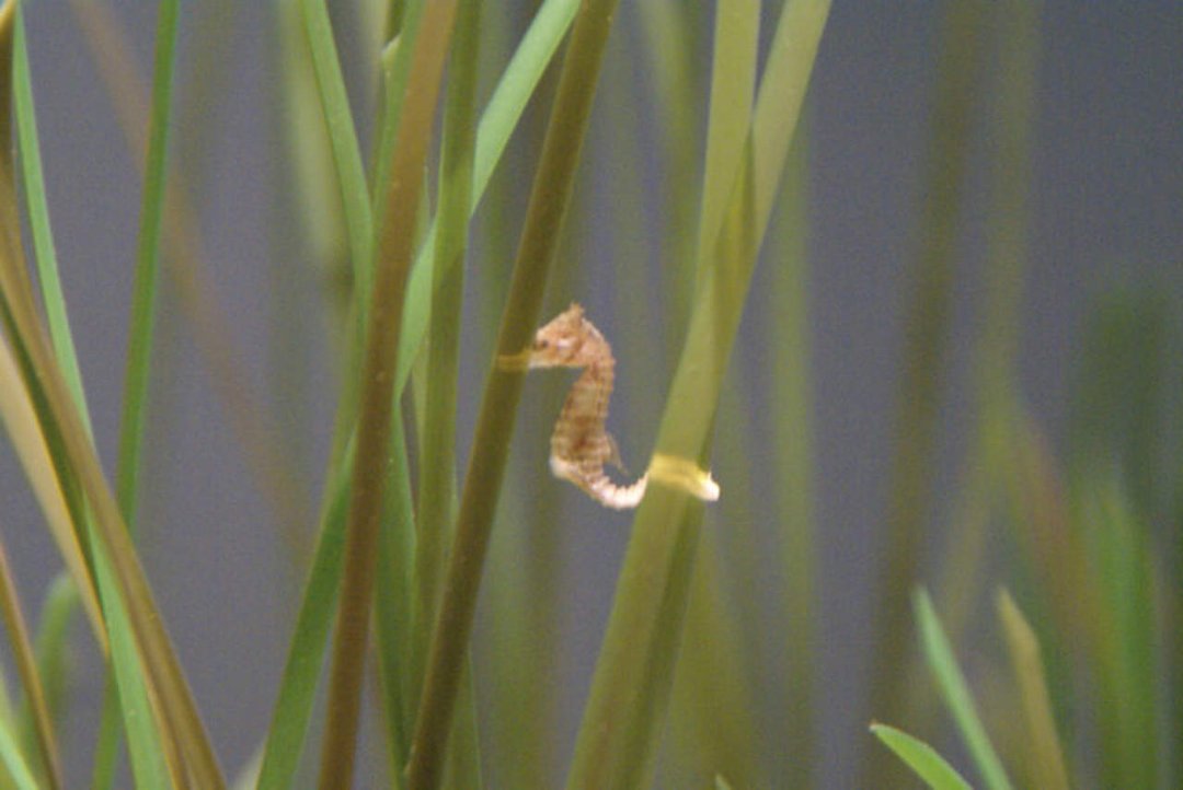 Mike Morris' album, Monterey Bay Aquarium