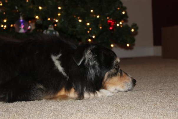 Dennis Bashor's album, Christmas 2009 lights and pets