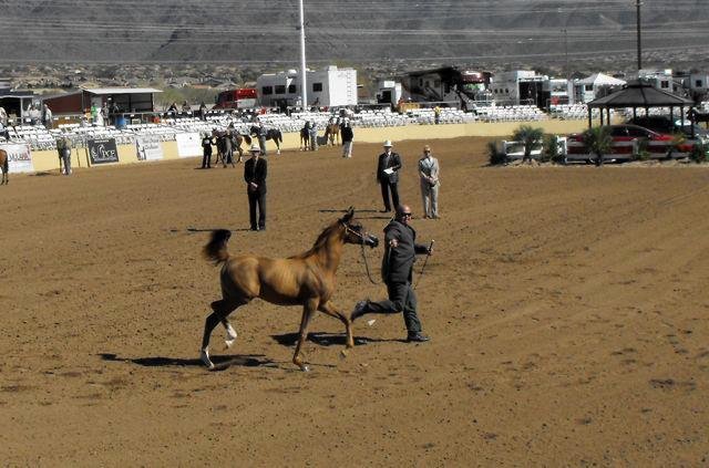 Janice Andersen's album, Arabian Horse Show 2013