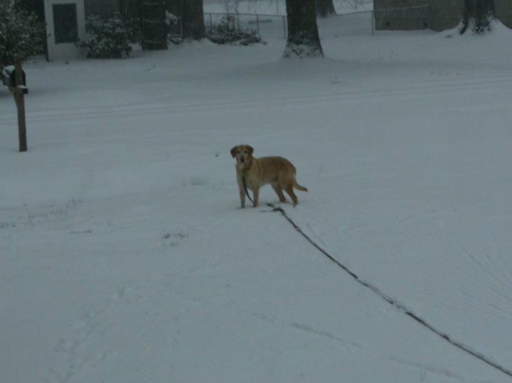 Tim Gustafson's album, Snow Day