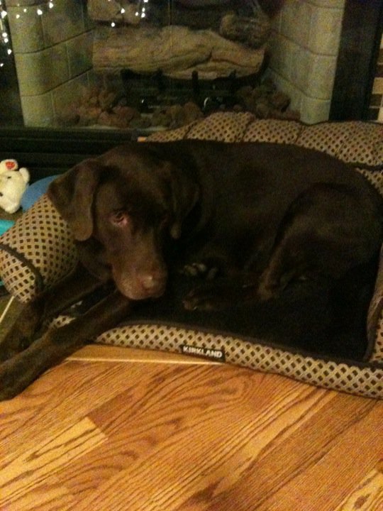Don Conrad's album, Pets