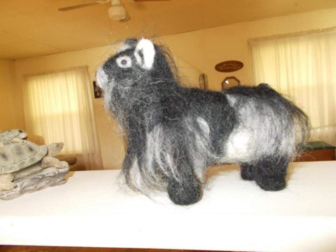 Lynn Sullivan's album, Wool Pygmy Goat